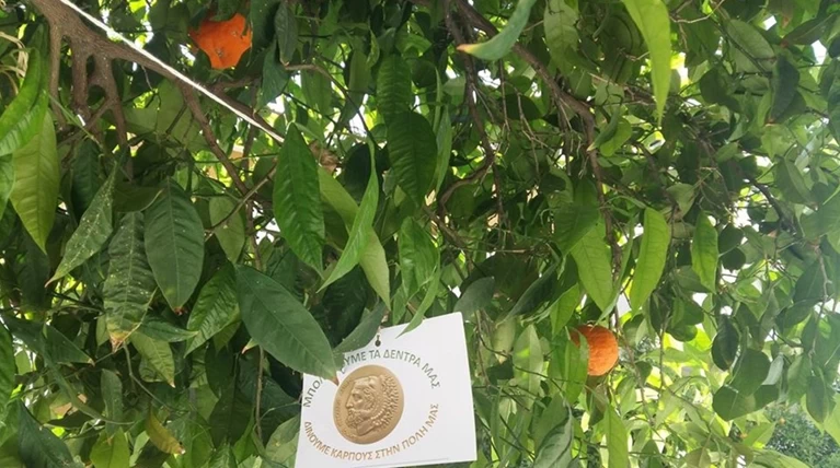 Ένας Δήμος της Αθήνας μπόλιασε τις νεραντζιές του για να δίνουν λεμόνια