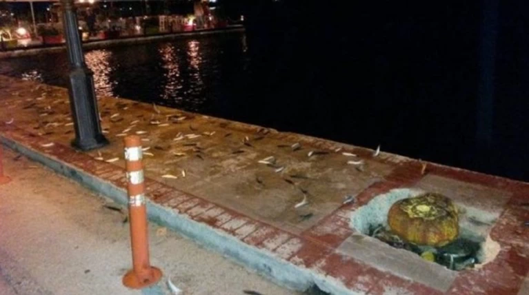 Στην Πρέβεζα βγήκαν τα ψάρια στη στεριά
