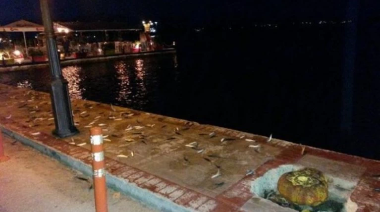 Βρέχει ...σαρδέλες στην Πρέβεζα: Βγήκαν στη στεριά!