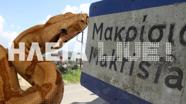 Πανικός στην Ηλεία: Ολοι ψάχνουν για ένα τεράστιο φίδι!