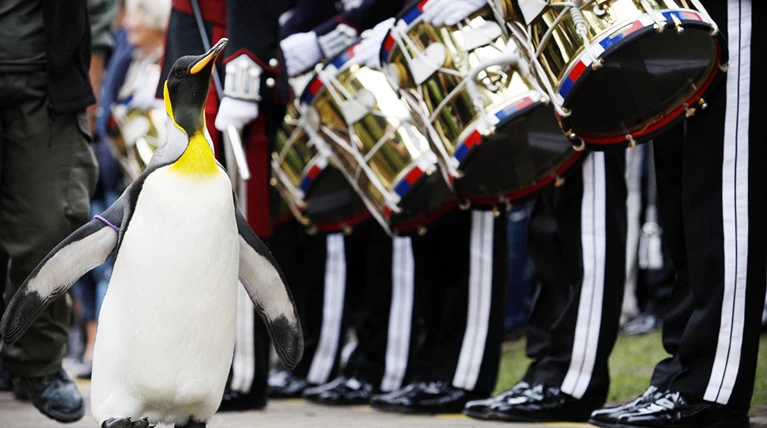 Πιγκουΐνος προήχθη σε ταξίαρχο της Βασιλικής Φρουράς! | Διεθνή Ειδήσεις
