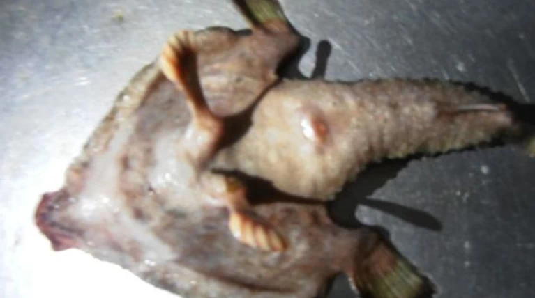 Ψάρι - Αλιεν με ανθρώπινη μύτη και πόδια (φωτό)