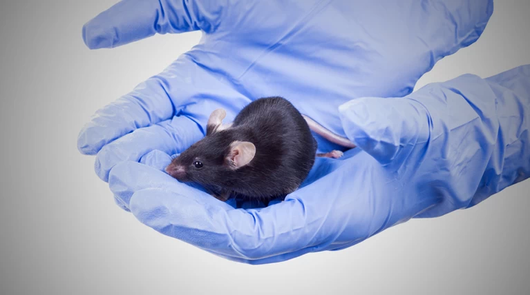 Βρέθηκε το ελιξήριο της ζωής σε κύτταρα  ποντικιών