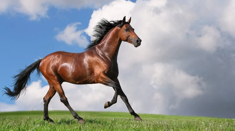 Τα ομορφότερα άλογα στο κόσμο, 15 φυλές που θα σας μαγέψουν