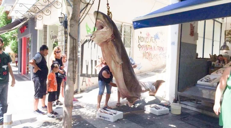Απίστευτο: Έπιασαν καρχαρία 300 κιλών στην Κεφαλονιά