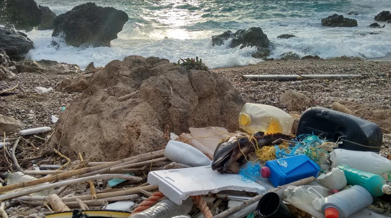 Νεκρά δελφίνια σε παραλίες της Ελλάδας γεμάτα πλαστικό στο στομάχι τους
