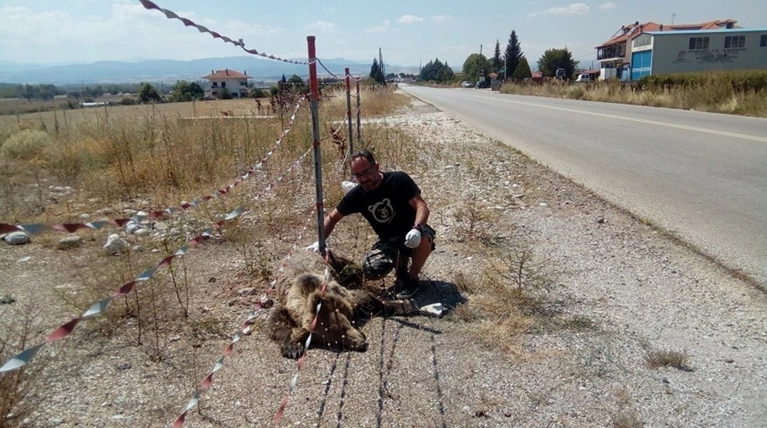 Κι άλλη νεκρή αρκούδα σε τροχαίο