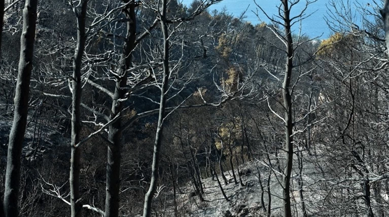 Συνεχίζεται η κόντρα για τον αριθμό των καμμένων στρεμμάτων