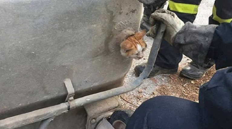 Βάρη: Επεισοδιακός απεγκλωβισμός γάτας από κάδο σκουπιδιών