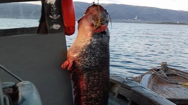 Στα δίχτυα του ψαρά γουλιανός βάρους 85 κιλών! (ΦΩΤΟ)