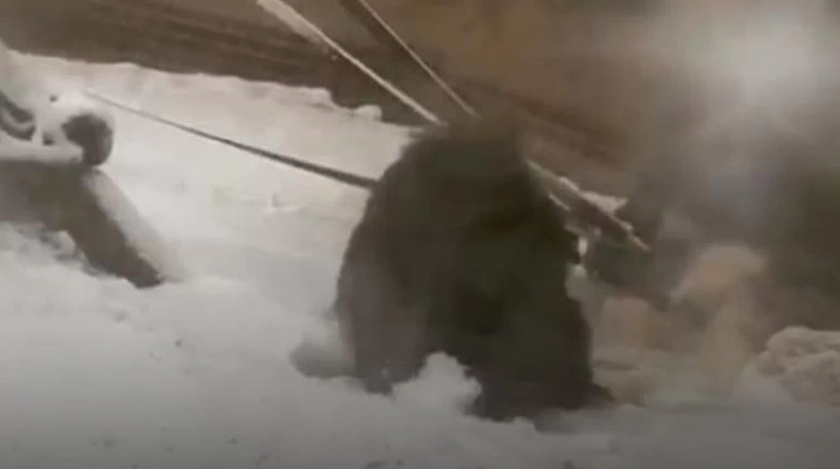 Ουρακοτάγκος φτιάχνει χιονόμπαλες σε ζωολογικό κήπο (ΒΙΝΤΕΟ)