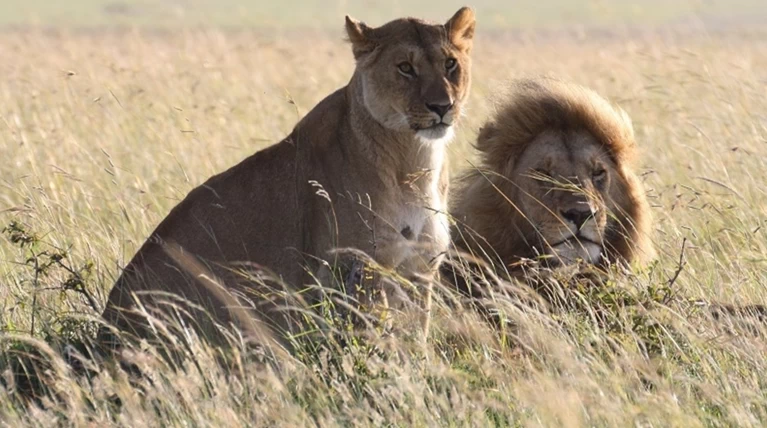 Λιοντάρια κατασπάραξαν λαθροκυνηγό στη Νότια Αφρική