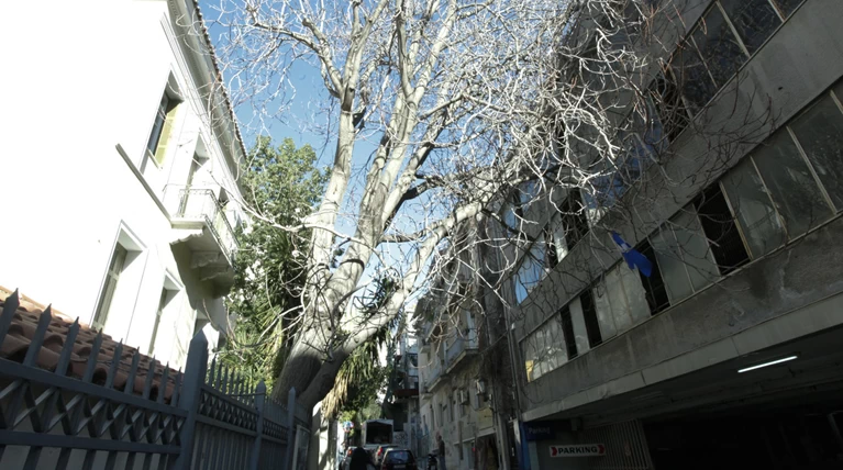 Οι ισχυροί άνεμοι ξερίζωσαν τεράστιο δένδρο στην περιοχή της Πλάκας Εικονες