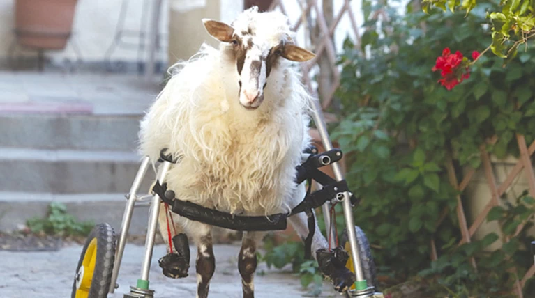 Ανάπηρο αρνάκι ζει σε διαμέρισμα στο Ηράκλειο