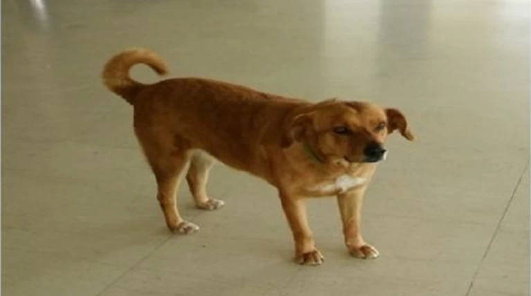 Αδέσποτη σκυλίτσα βρήκε πορτοφόλι στο Νοσοκομείο Ρίου και το παρέδωσε