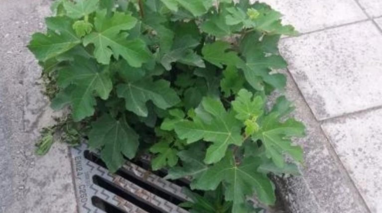 Η δύναμη της φύσης: Συκιά μεγαλώνει μέσα σε φρεάτιο