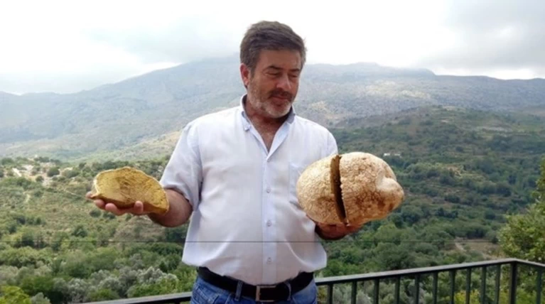 Μανιτάρι 4 κιλών εντοπίστηκε για πρώτη φορά στην Κρήτη