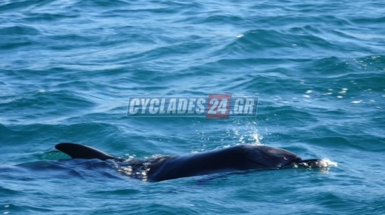 Σύρος: Νεκρό το δελφίνι, παρά τις προσπάθειες διασωστών (φωτο+vid)