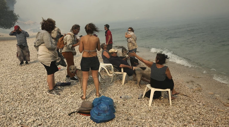 Βρήκαν καταφύγιο στην παραλία της Κινέτας