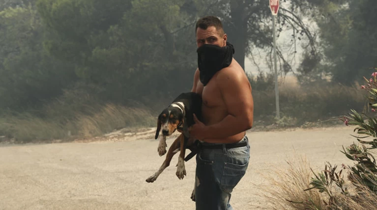 Πανελλαδικη έκκληση για τα ζώα - θύματα των πυρκαγιών