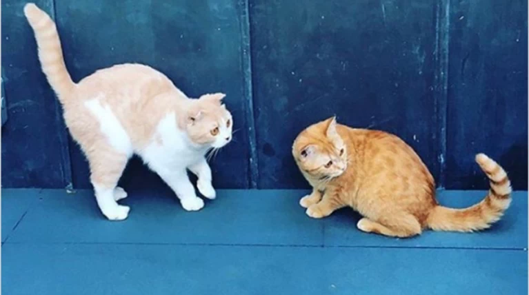 Στο Instagram τα γατάκια του Εντ Σίραν