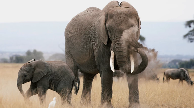 Φρίκη: 87 ελέφαντες θανατώθηκαν και γδάρθηκαν από λαθροκυνηγούς