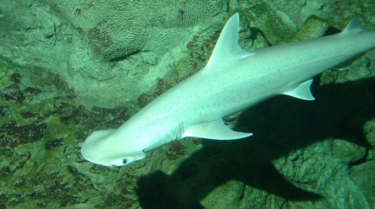 Ανακαλύφθηκε ο πρώτος «χορτοφάγος» καρχαρίας
