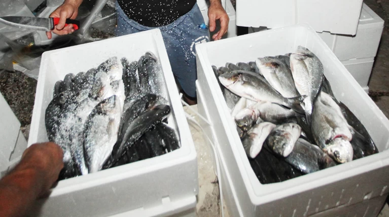 Ελληνικά λαβράκια και τσιπούρες τρώει η Γαλλία