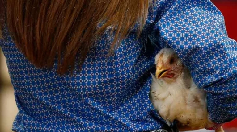Ζούμε στην «Εποχή του Κοτόπουλου»-Γιατί είναι το πιο εμβληματικό ζώο;