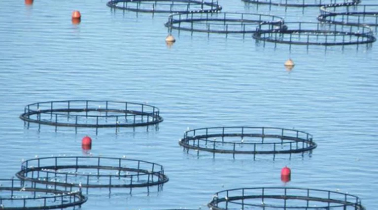 Στο Διοικητικό Συμβούλιο της Andromeda Seafood ο Δημήτρης Βαλαχής