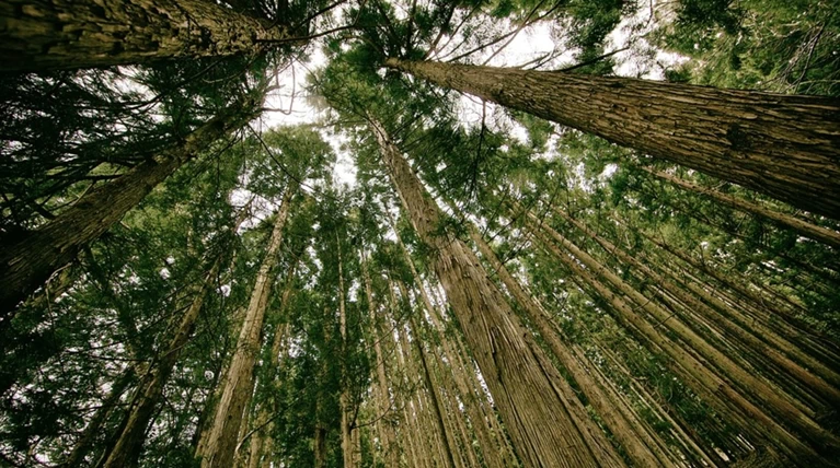 Κραυγή αγωνίας για το δάσος των Στραντιβάριους λόγω κλιματικής αλλαγής