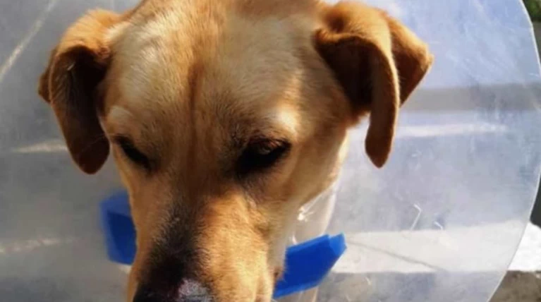Φρίκη στα Χανιά: Πυροβόλησε σκύλο εξ επαφής και τον μαχαίρωσε