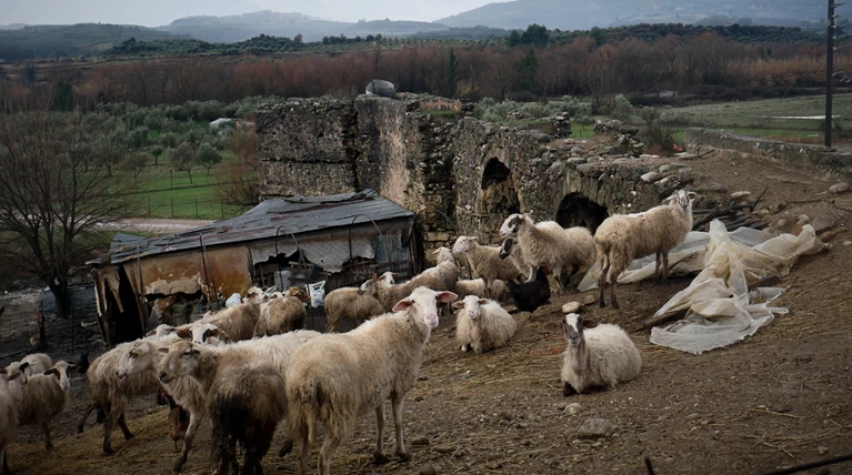 Εξαφανίστηκε ηλικιωμένος κτηνοτρόφος στη Μίνθη Ζαχάρως