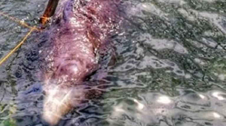 Νεκρή φάλαινα στις Φιλιππίνες με 40 κιλά πλαστικές σακούλες στο στομάχι της