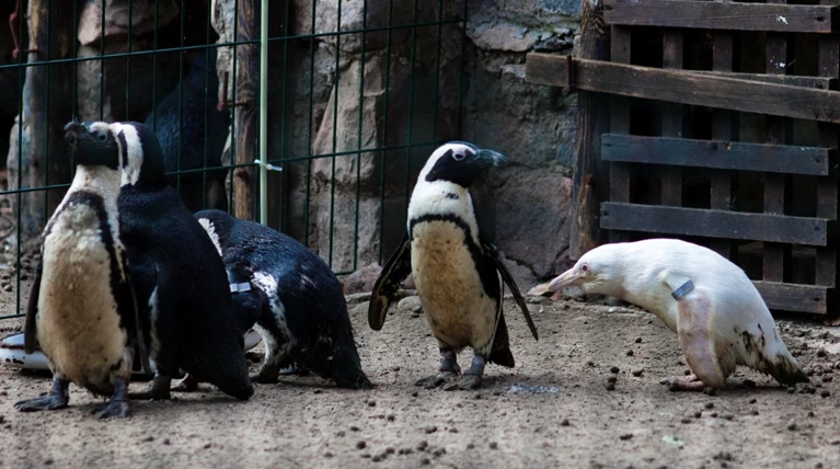 Πρώτη δημόσια εμφάνιση για τον αλμπίνο πιγκουίνο