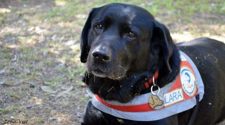«Εφυγε» η Λάρα, ο πρώτος σκύλος - οδηγός τυφλών της Ελλάδας