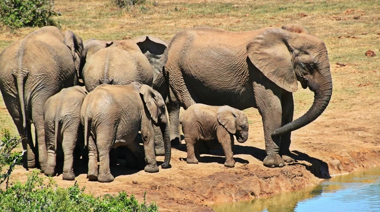 Σώθηκαν έξι ελεφαντάκια, οι "Ντάμπο" της Ταϊλάνδης