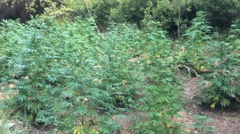 Τρίπολη: Εντοπίστηκε φυτεία κάνναβης με 1.415 δενδρύλλια