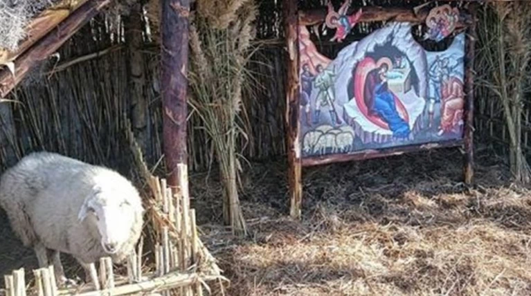 Έβαλαν ζωντανό πρόβατο με δεμένα τα πόδια για ντεκόρ μέσα σε φάτνη