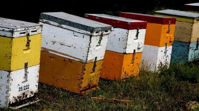 Εκλεβαν… μελίσσια στην Χαλκιδική