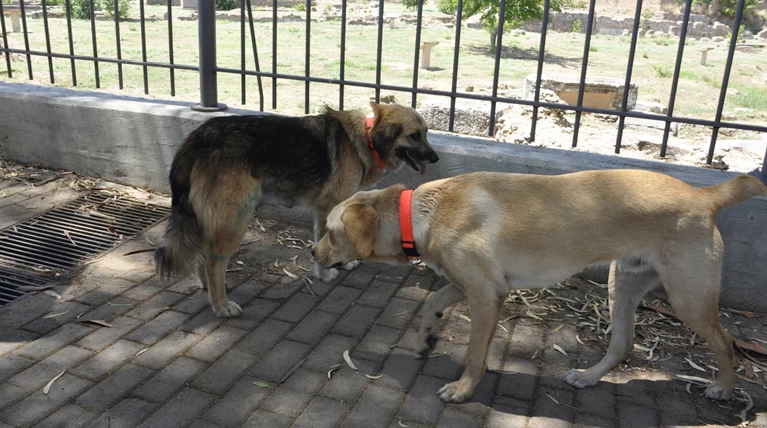 Θεσσαλονίκη: Τι αποφασίστηκε για τα αδέσποτα της πόλης