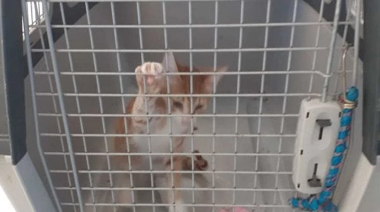 gatti