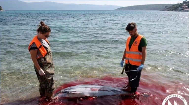 Νεκρό δελφίνι