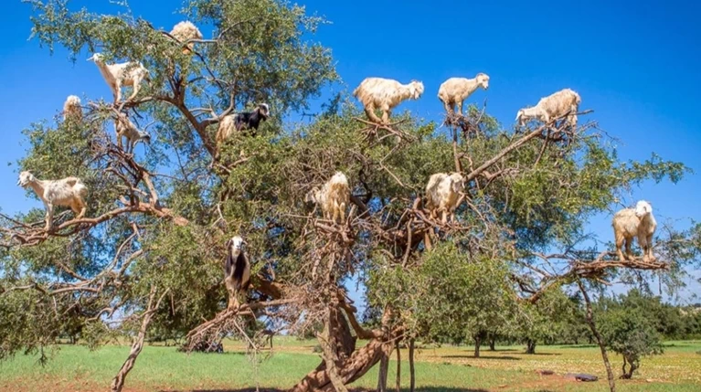 Η φύση κάνει...τέχνη και προσφέρει υπέροχες εικόνες ( φωτό)