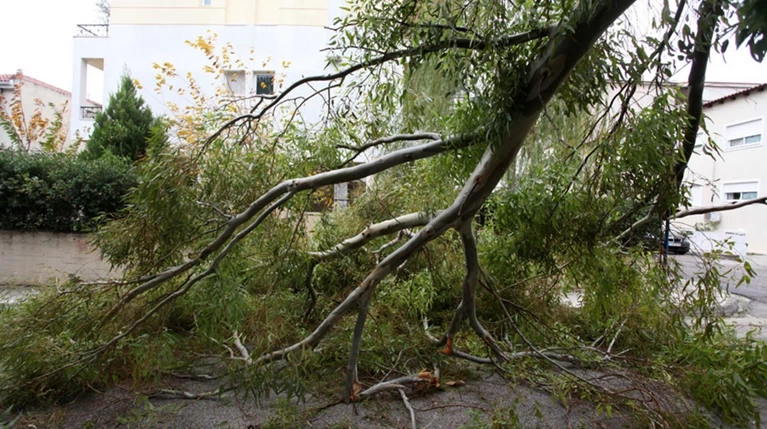 Πέλλα: 58χρονος σκοτώθηκε από κλαδί ενώ έκοβε ξύλα