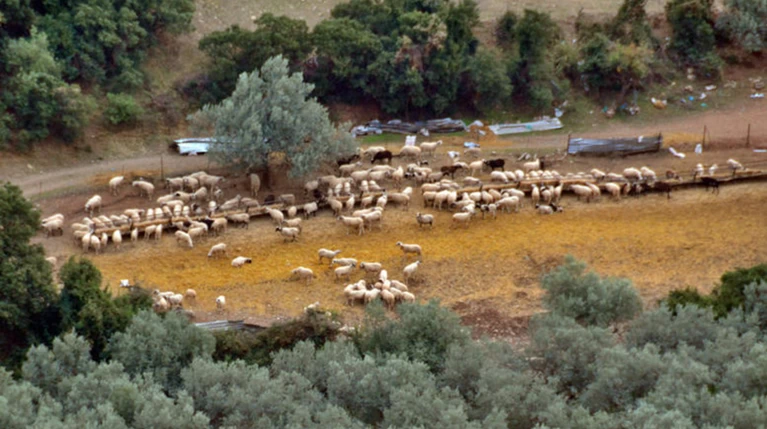 Σκότωσε τον 59χρονο στο δάσος του Ασπρόπυργου για μια... κατσίκα