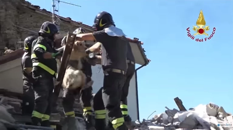 Σπάει καρδιές η διάσωση του Ρομέο από τα συντρίμμια - βίντεο -