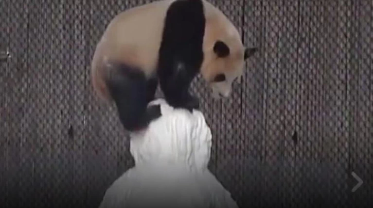 Ενα panda παίζει με έναν χιονάνθρωπο σε ένα απίστευτα χαριτωμένο βίντεο