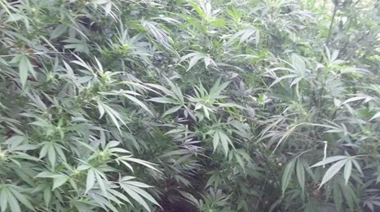 Αναζητούν 51χρονο με χασισόδενδρα 4 μέτρων και καλάσνικοφ στην Κρήτη