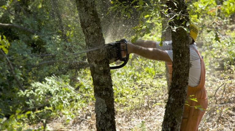 Εργατικό δυστύχημα στις Σκουριές, νεκρός υλοτόμος - Ερευνες για τα αίτια